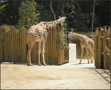 動物園の写真